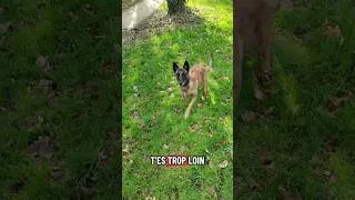Miniature : INCROYABLE CE CHIEN 😱 #malinoisbelga #malinoislovers #chien #dog #dogs #dogshorts #dogvideos