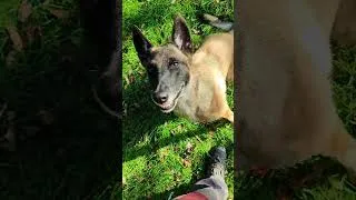 Miniature : #laboiserie30ans fais gagner une 31e voiture , on tente le coup 🐕💪 #incroyable #malinois #chien