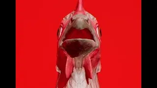 Miniature : Attack of the GIANT KILLER CHICKEN | Chicken Feet #Shorts