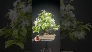 Miniature : Bonsaïs en fleurs au début du printemps