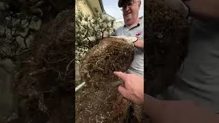Miniature : Rempotage d’Un Yamadori cultivé en pot pendant 40 ans ! Formation Nejikan au Jardin
