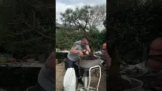 Miniature : Rempotage d’un Pin Noir récupéré dans une POUBELLE ! Épisode 1 - Grégory Formation NEJIKAN au Jardin