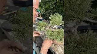 Miniature : Formation Nejikan au Jardin Avec 4 élèves en train de travailler. Ambiance studieuse !