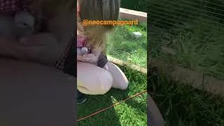 Miniature : Premières naissances (2023) à la ferme !