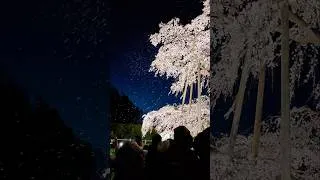 Miniature : Des milliers de personnes viennent voir cet arbre millénaire 🌳🌸#trip #japon #nature #voyage #culture