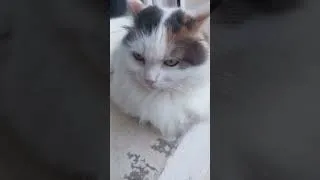 Miniature : le chat qui chill