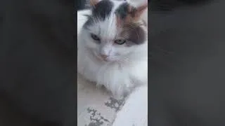 Miniature : le chat