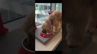 Miniature : Molly at Work ! #petatwork #purina