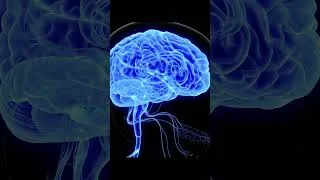 Miniature : Quel est le rôle du cerveau ?