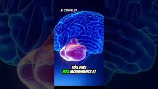 Miniature : Structures du cerveau 🤯 #brain #cerveau #science #learning #shortsviral