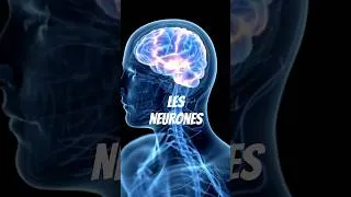 Miniature : LES NEURONES  #neurons #cerveau #brain #transmission #science #learning