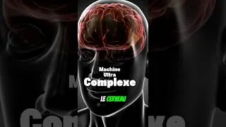 Miniature : LE CERVEAU Partie 1 : machine complexe #cerveau #science #neuroscience #brain #apprentissage