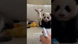 Miniature : Le Panda Est Un Acteur Né… Son Talent Va Vous CHOQUER ! 😂🐼 #shorts #viralvideo #trending