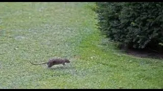 Miniature : Bondissant dans tous les sens, un rat tient tête à un chat et un chien