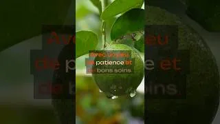Miniature : Comment planter une goyave chez soi 🌿 #jardinage#hack