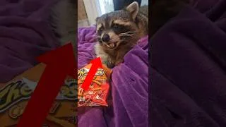 Miniature : Cet enfant a fait 39500$ avec un cheetos