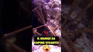 Miniature : Crabe Cannibale - incroyable #aquarium #animaux