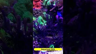 Miniature : aquarium 250l eau de mer reeftank corals #aquarium  #reefing  #aquariumfish