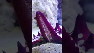 Miniature : Protoreaster lincki - Étoile de mer aquarium récifal - eau de mer