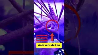 Miniature : crabe anti vers de feu - tuto aquarium eau de mer