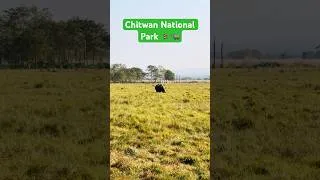 Miniature : Wild Rhino Up Close 🦏 Chitwan National Park, Nepal 🇳🇵#chitwan #nepal #wildlife