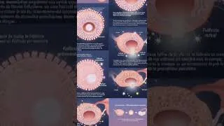 Miniature : folliculogenèse