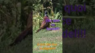 Miniature : regardez ce qui ma reveillez ce matin
