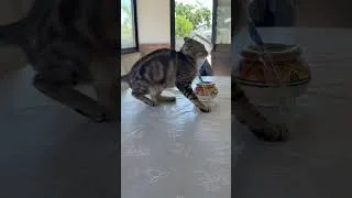 Miniature : #fypシ゚viral #chat #fail