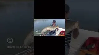 Miniature : Un souvenir avec JC Tanzilli (P1)🎣👉🏼 #france #fishing #pêche #catfish  #fish #silure #lures #river