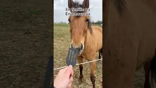 Miniature : Le logement parfait pour cavalière !