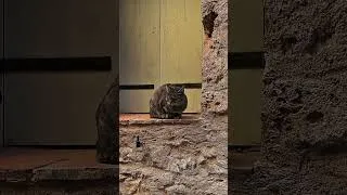 Miniature : J'ai trouvé le joyau le plus caché de l'Hérault !