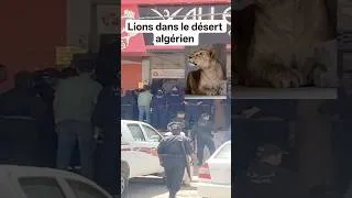 Miniature : Lions dans le désert algérien