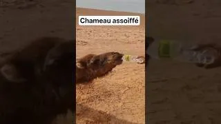 Miniature : Abreuver un chameau assoiffé dans le désert algérien