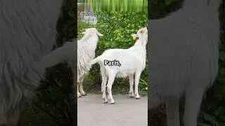 Miniature : Saviez-vous que les chèvres font… du jardinage urbain ?! 🐐🌿#Chèvres #Insolite #FeelGood #GreenCity