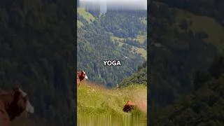 Miniature : Saviez-vous que des vaches font du yoga pour produire du meilleur lait ?! 🐄🧘‍♀️ #YogaPourVaches