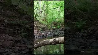 Miniature : 1 minute Zen - Nature Relaxation #nature