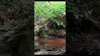Miniature : 1 minute Zen - Nature Relaxation #nature