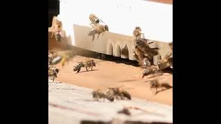 Miniature : Ruches en Ébullition dans le Jardin Potager d'Été