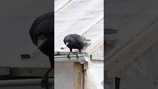 Miniature : Une Corneille Nargue Nos Poules !
