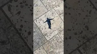Miniature : Le Soulman du macadam