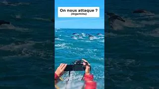 Miniature : Des milliers de Lions de mer nous encerclent !#animaux  #liondemer #sealions  #wildanimals