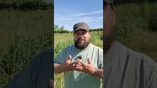 Miniature : Recolte et transformation du miscanthus géant : paillage, litière poulaillier
