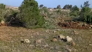 Miniature : Abattage d'arbres par l'armée israélienne dans le sud de la Syrie • Les Observateurs - France 24