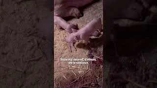 Miniature : Faire naître pour tuer - Enquête dans une maternité porcine suisse #qualitesuisse #specisme #cochon