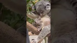 Miniature : Mère et fille Koala en Australie