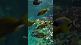 Miniature : Métamorphose - L'aquarium incontournable d’Océanopolis