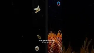 Miniature : Métamorphose - Les odyssées du Pacifique
