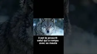 Miniature : Frères de loups #anthropologie #paléontologie #evolutionhumaine