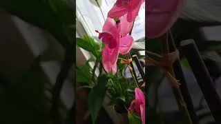 Miniature : 🪻🪴MA PETITE NATURE🪴🪻#nature #plantes #magie #sorcellerie #pourtoi