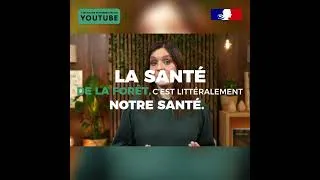 Miniature : La forêt nous rend d’immenses services… souvent sans qu’on s’en rende compte !